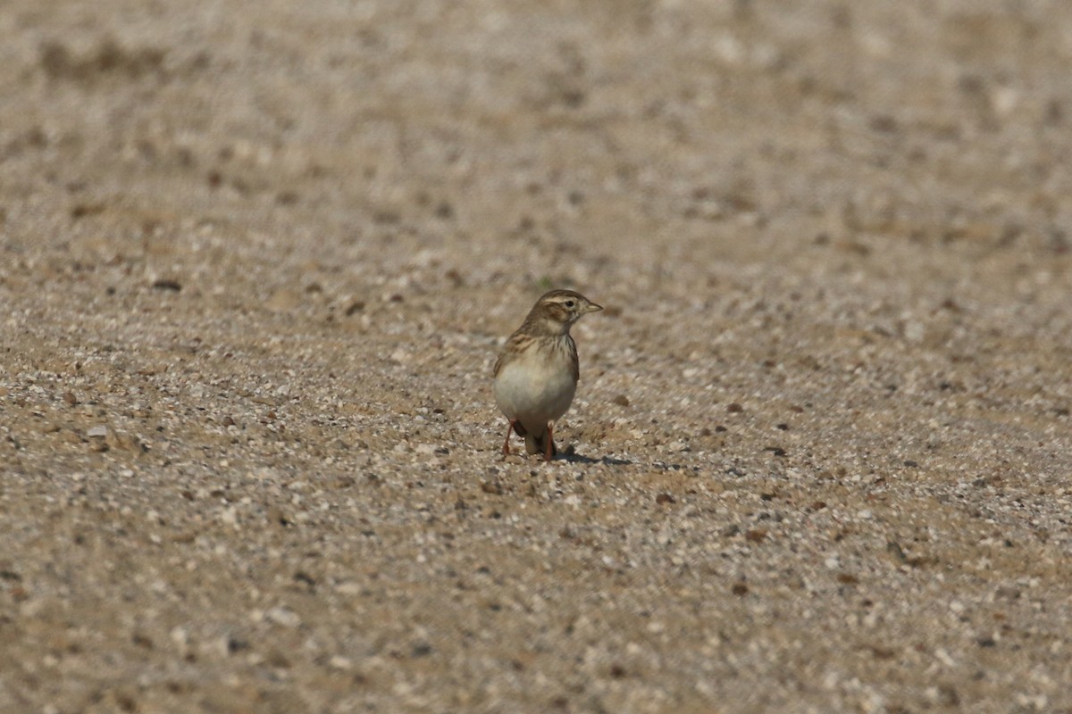 Mediterranean/Turkestan Short-toed Lark - ML611787550