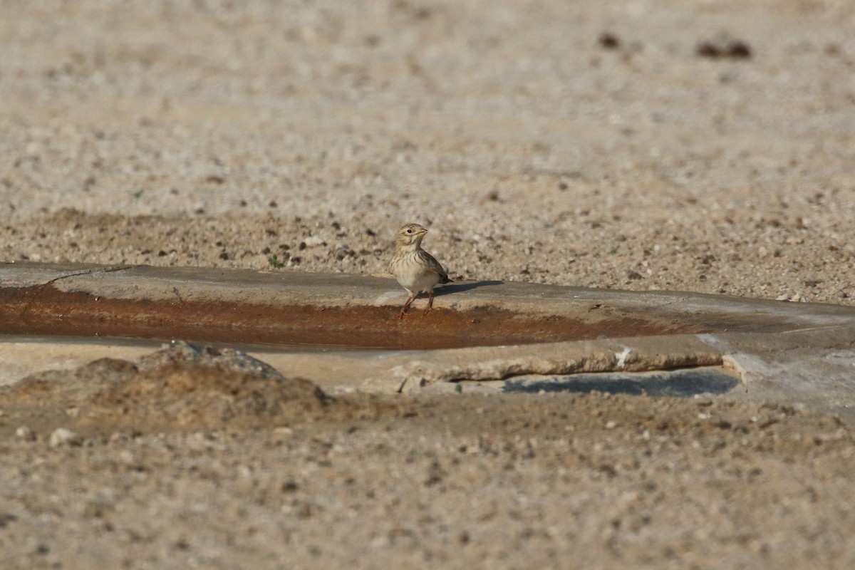 Mediterranean/Turkestan Short-toed Lark - ML611787551