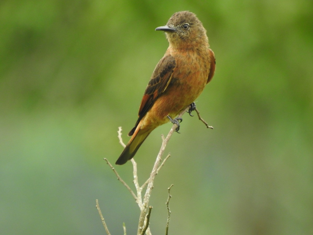 Cliff Flycatcher - Sávio Inácio