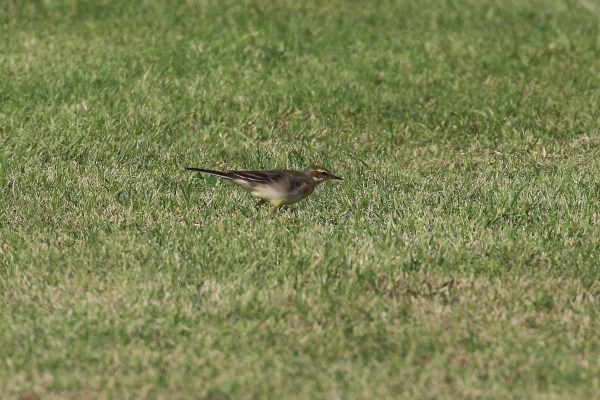 Western/Eastern Yellow Wagtail - ML611787587