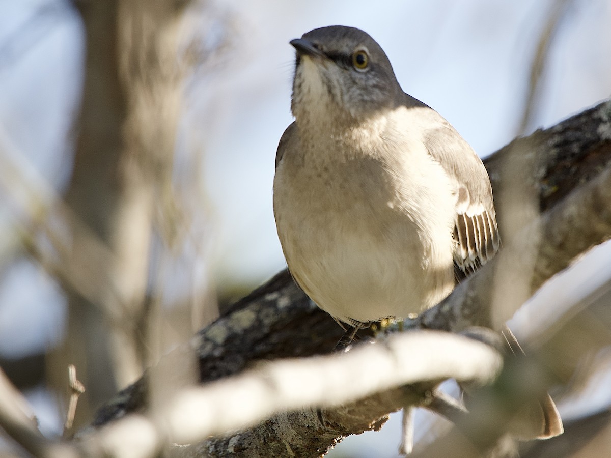 Northern Mockingbird - ML611787631