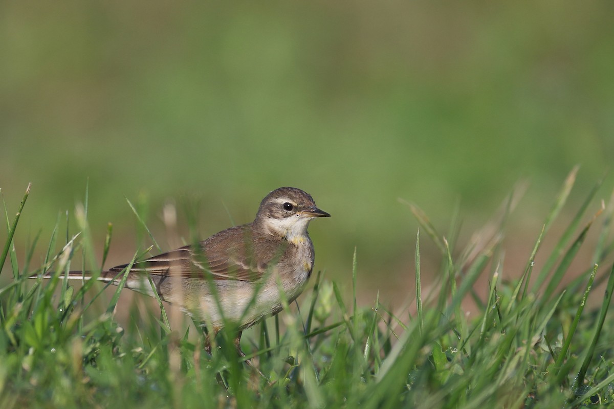 Eastern Yellow Wagtail - ML611787646