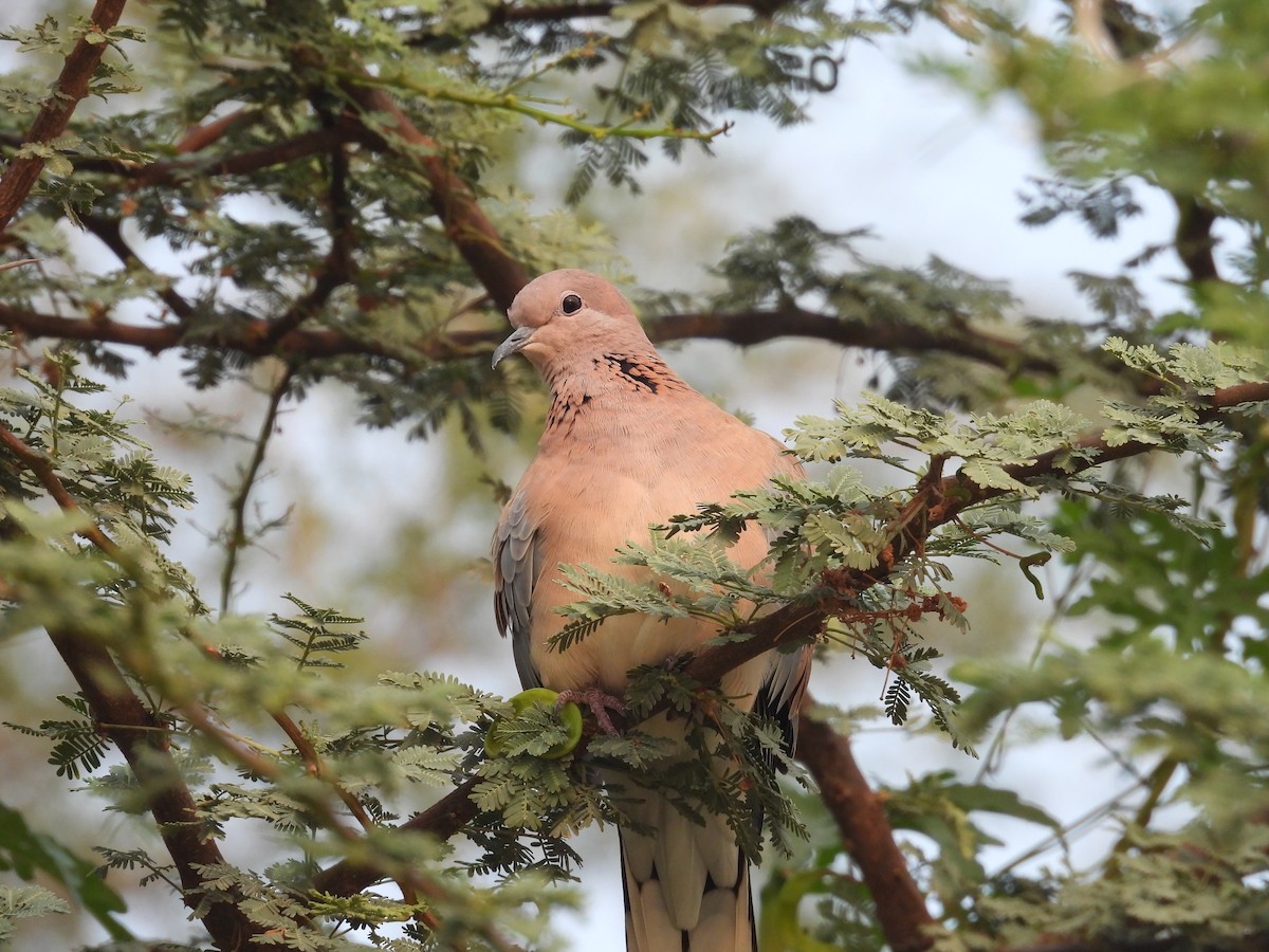 Tórtola Senegalesa - ML611787705