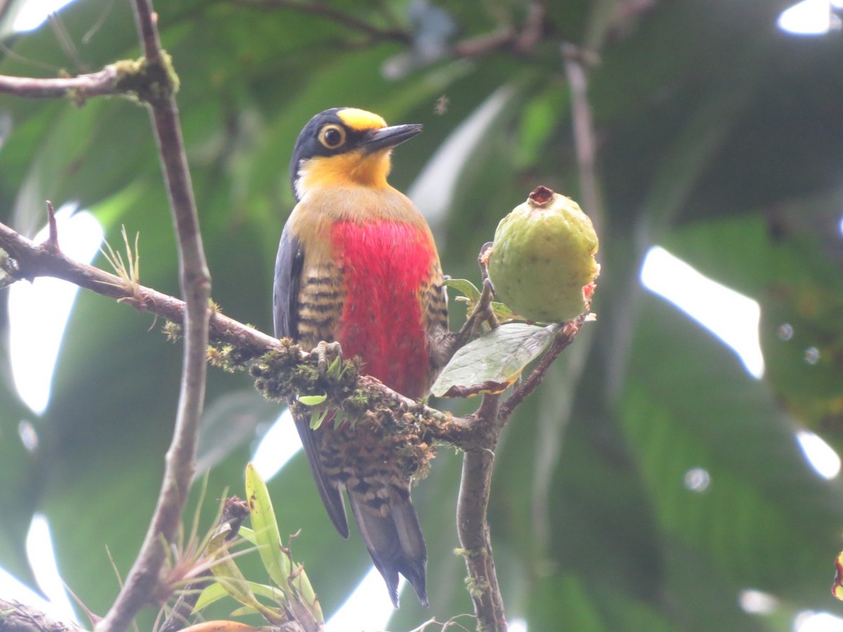 Yellow-fronted Woodpecker - Sávio Inácio