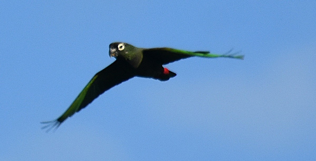 Scaly-headed Parrot - ML611787715