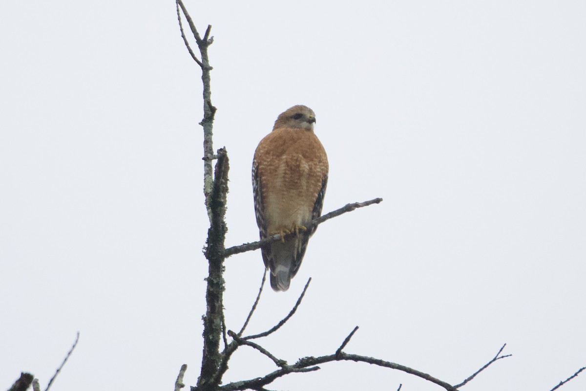 Rotschulterbussard - ML611787731