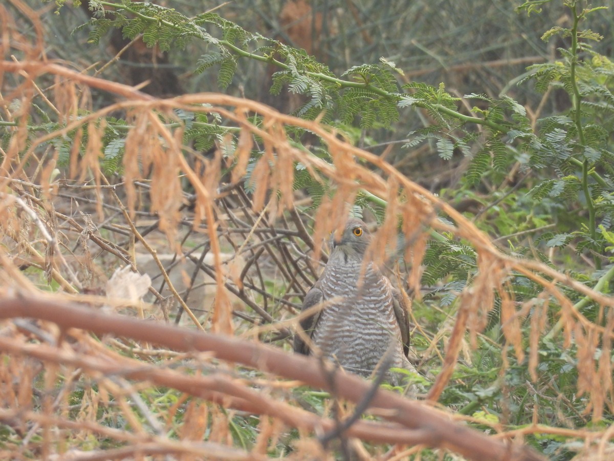 נץ הים הכספי - ML611787740