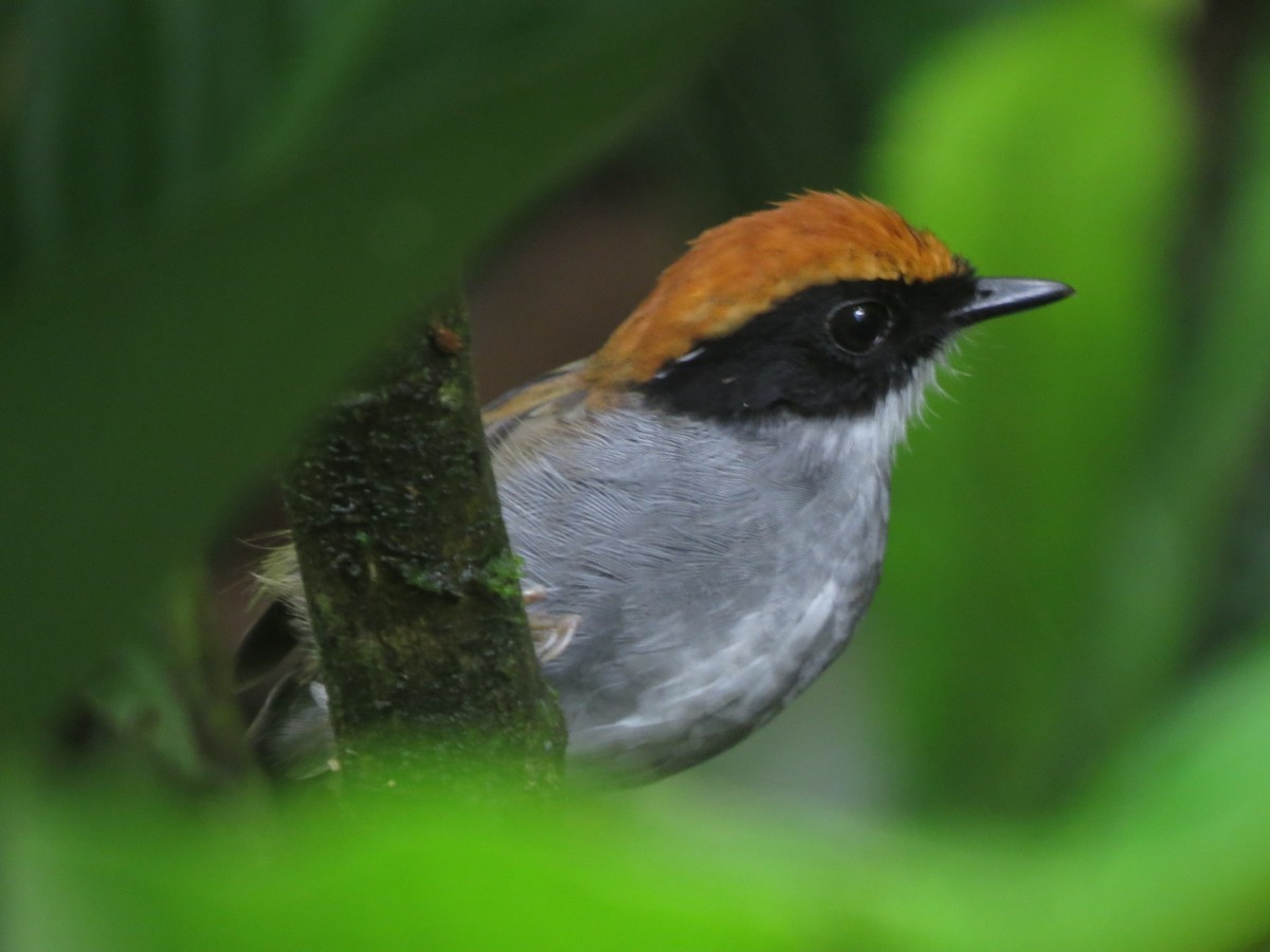 Black-cheeked Gnateater - Sávio Inácio