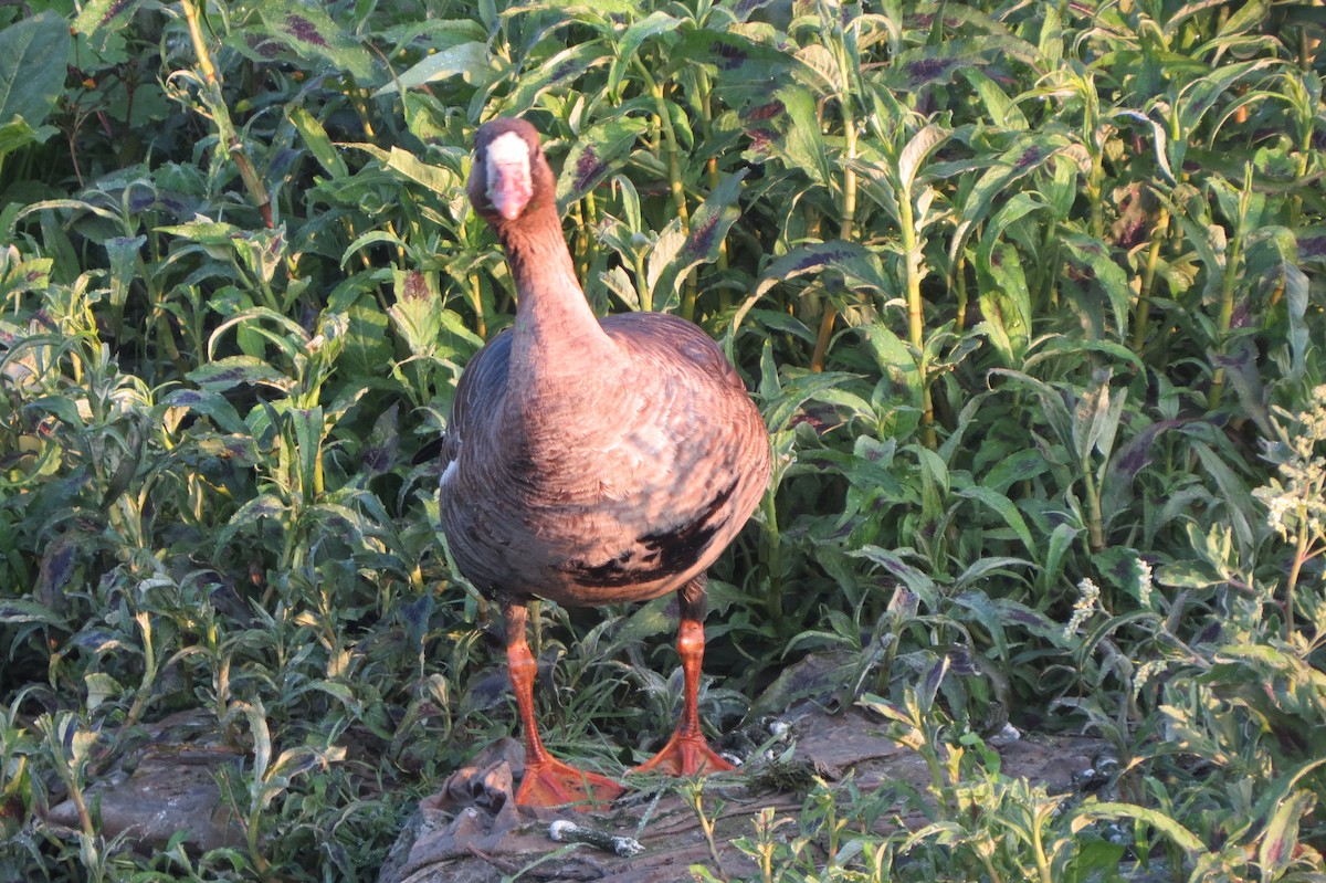 Greater White-fronted Goose - ML611787917