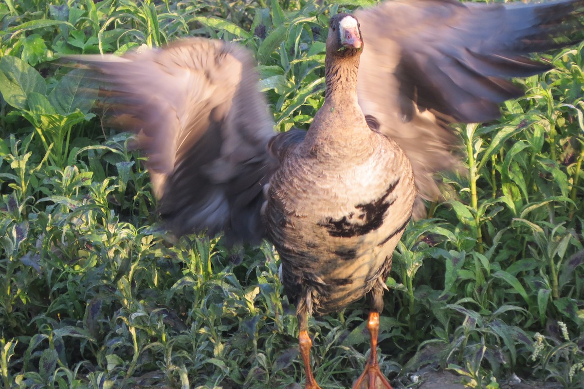 Greater White-fronted Goose - ML611787950
