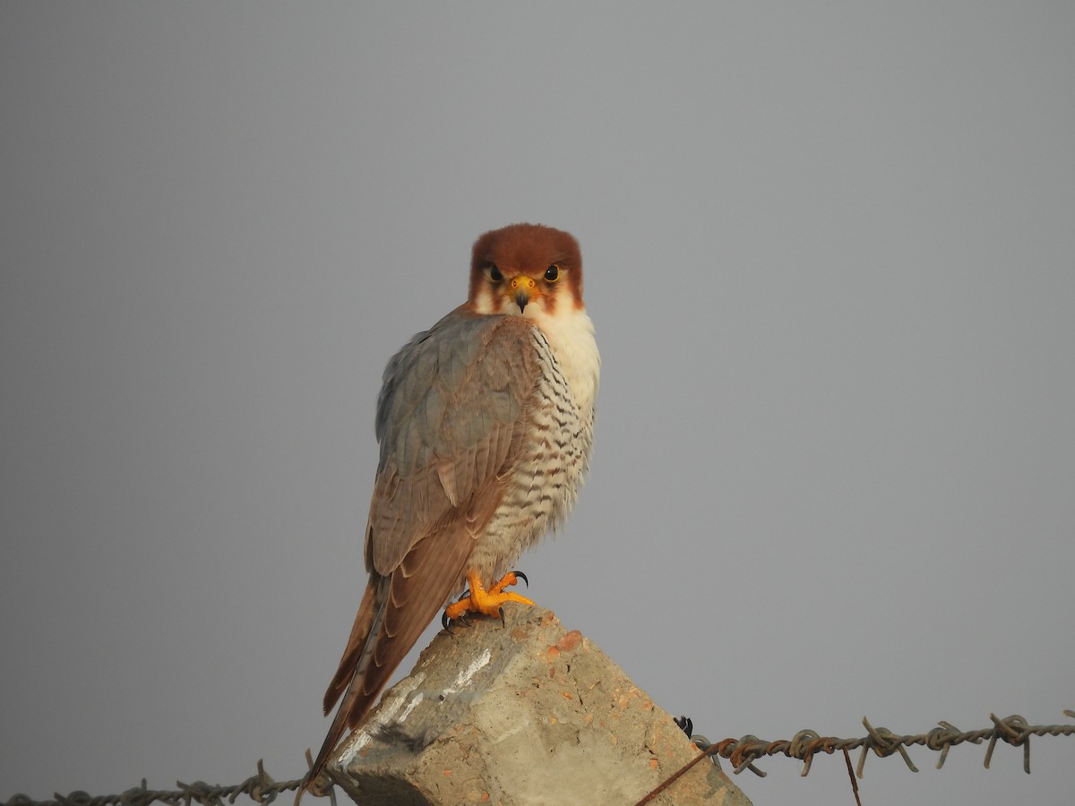 Red-necked Falcon - ML611787995