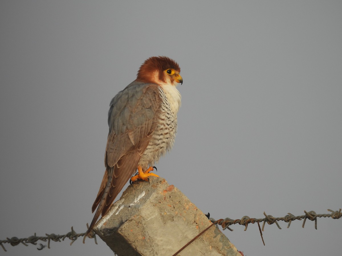 Red-necked Falcon - ML611787996