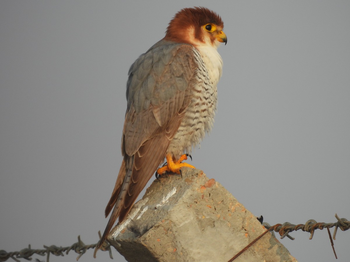 Red-necked Falcon - ML611787997