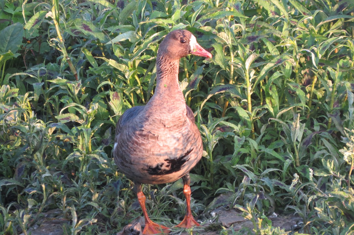 Greater White-fronted Goose - ML611787998