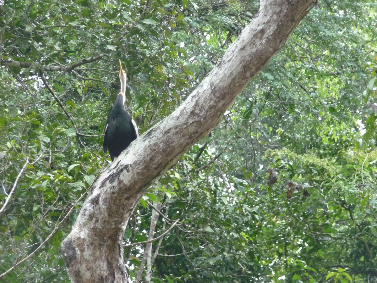 Oriental Darter - Ann Robben Dott