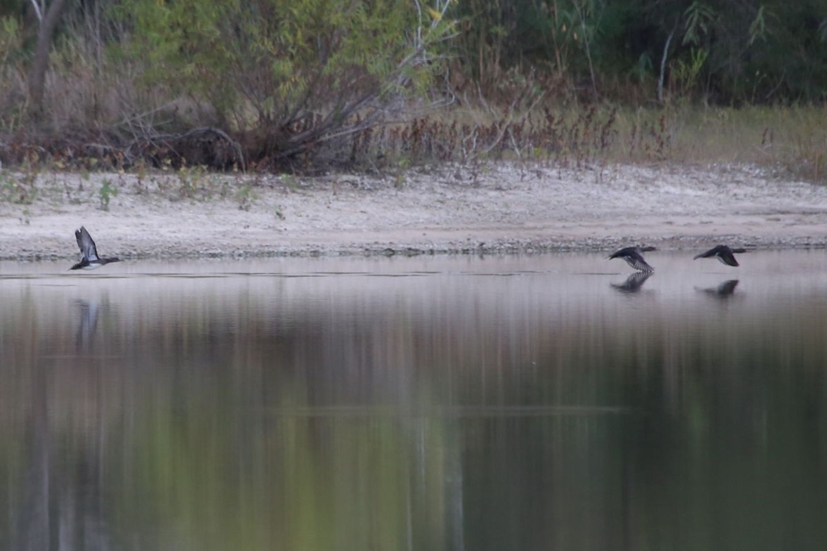 Hooded Merganser - ML611788018