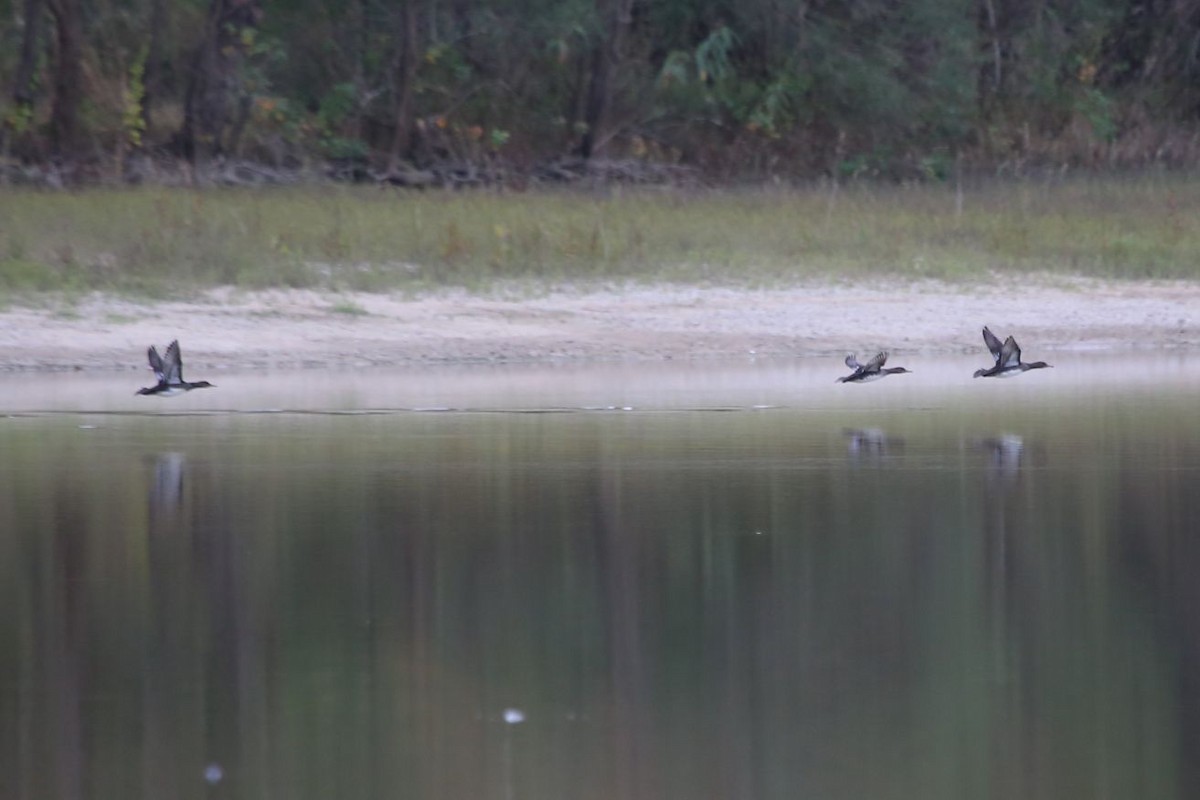 Hooded Merganser - ML611788021