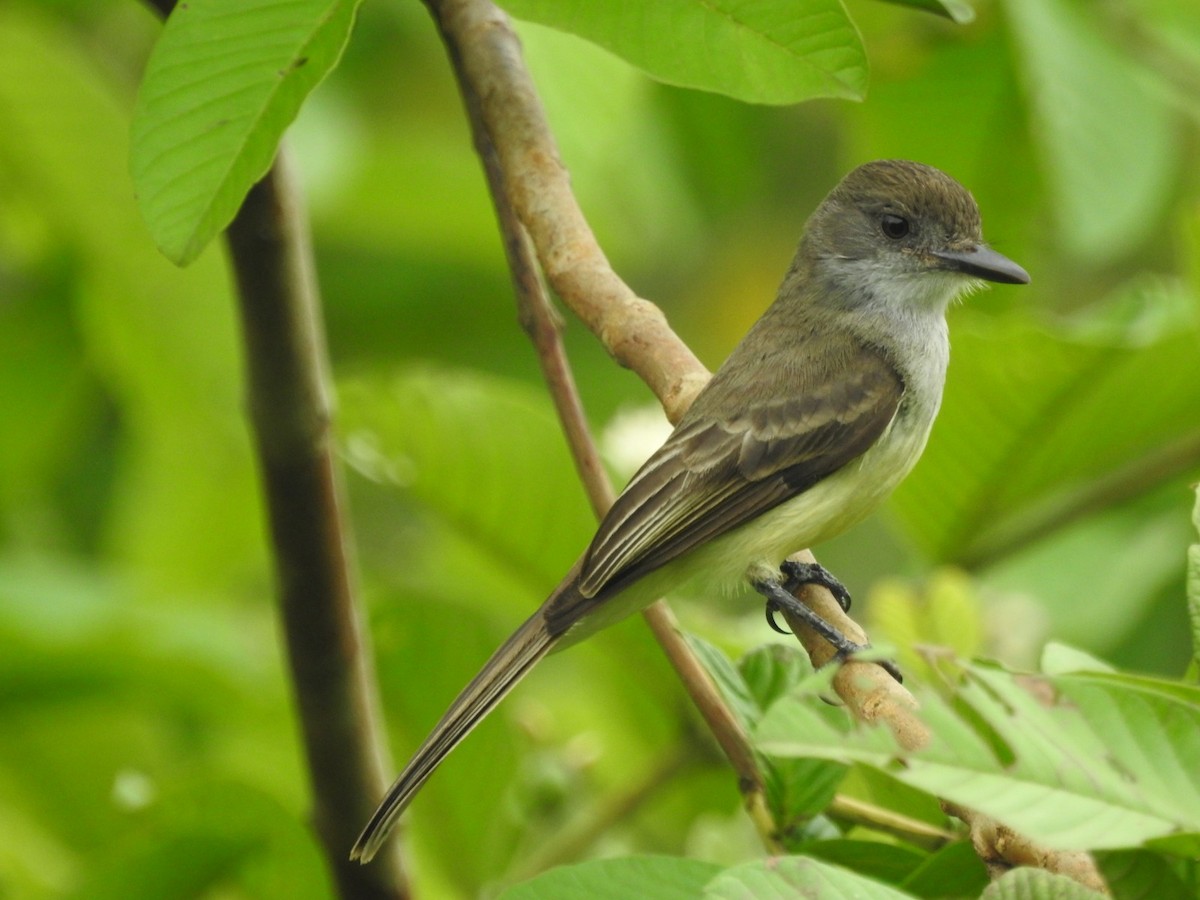 Short-crested Flycatcher - Sávio Inácio