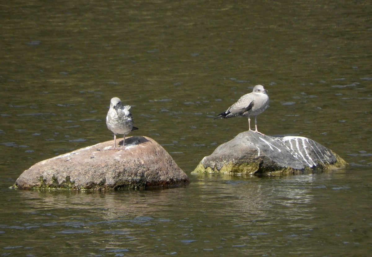 Ring-billed Gull - ML611788086