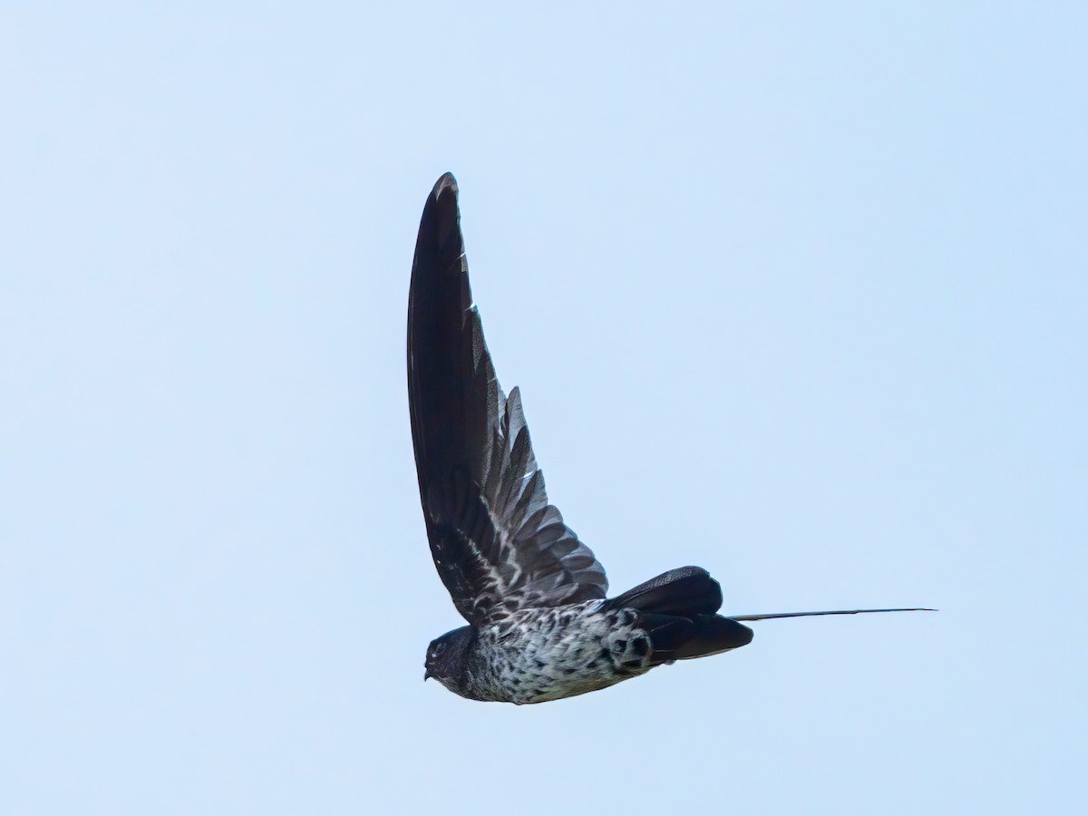 Gray-rumped Swiftlet - ML611788183