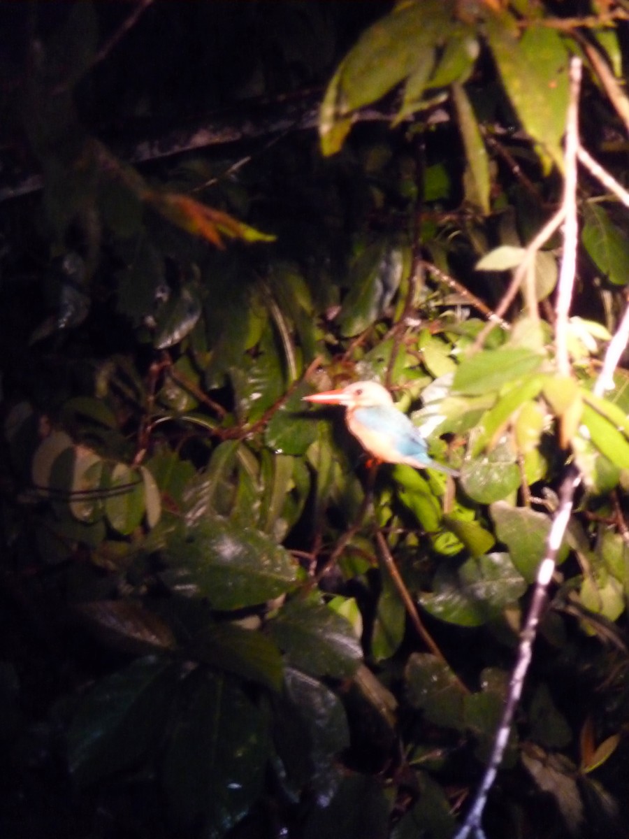 Stork-billed Kingfisher - ML611788261