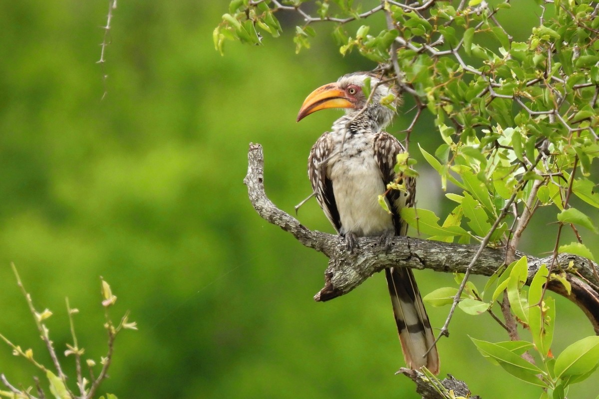 Southern Yellow-billed Hornbill - ML611788313