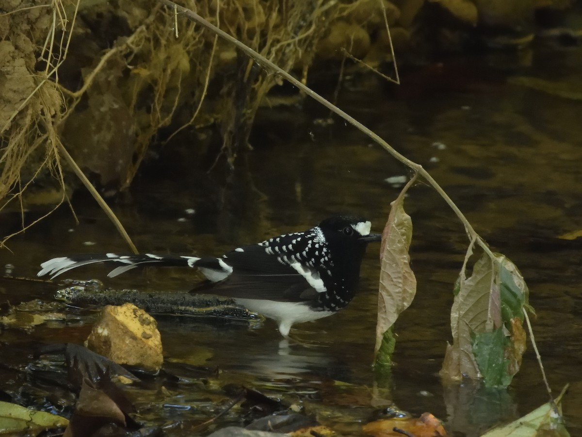 Spotted Forktail - ML611788314