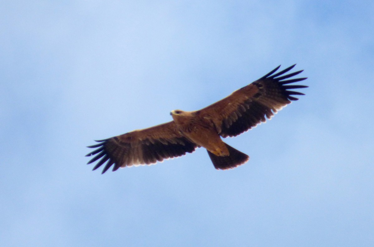 Águila Imperial Ibérica - ML611788399