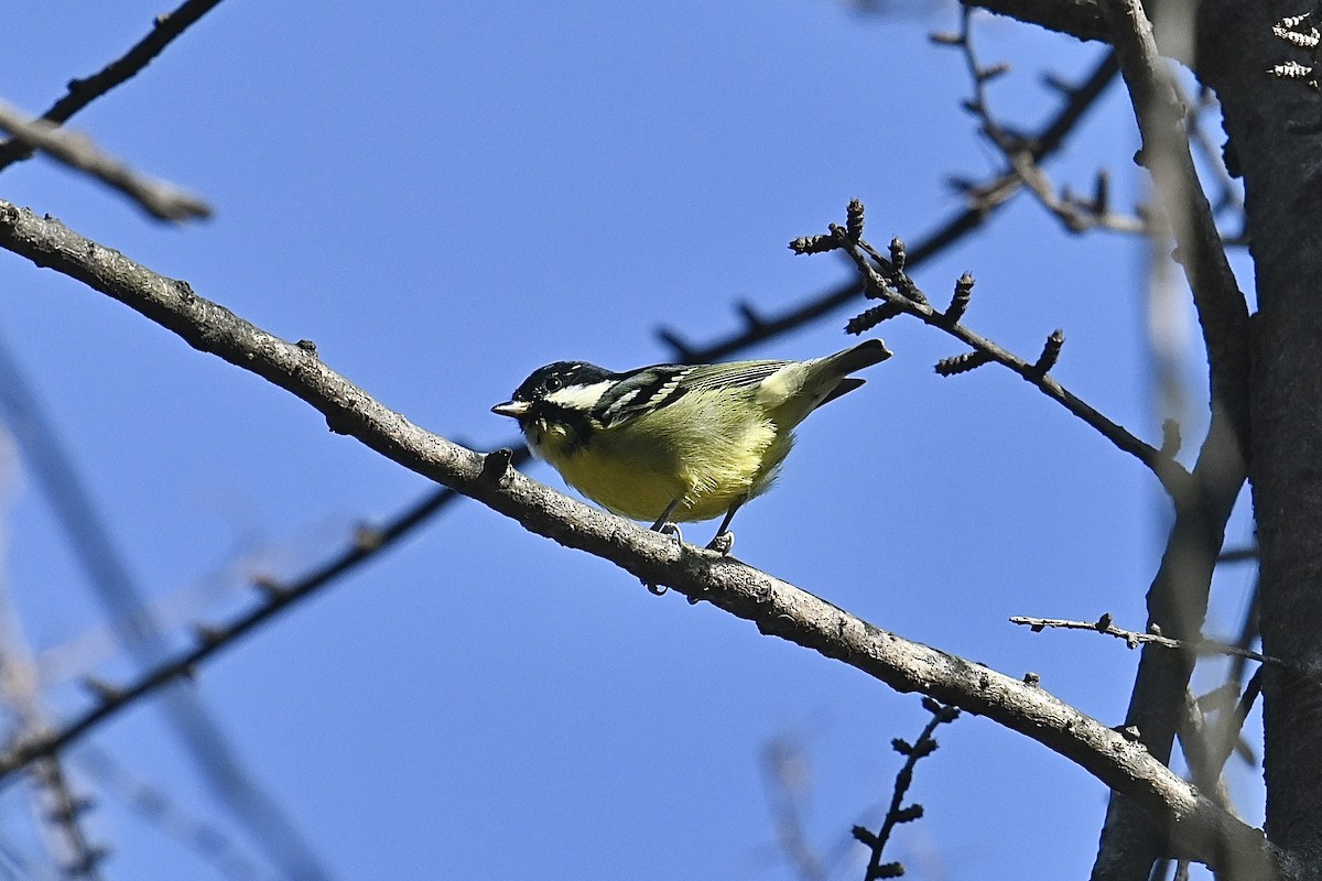 Yellow-bellied Tit - ML611788550