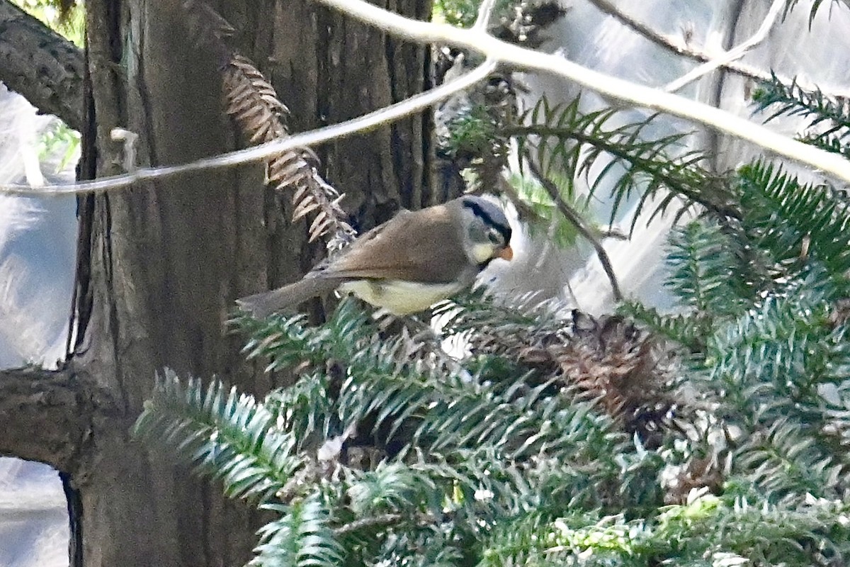 Gray-headed Parrotbill - ML611788567