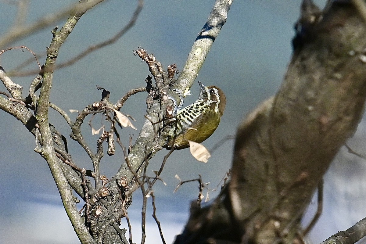 Speckled Piculet - Dong Qiu