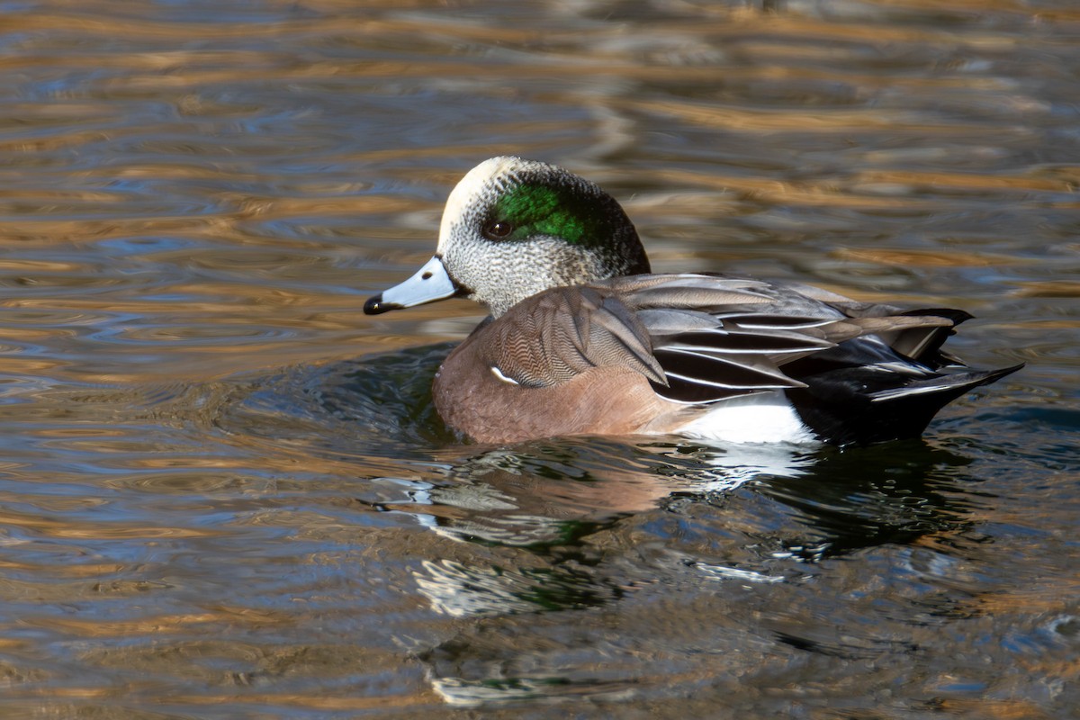 American Wigeon - ML611788586