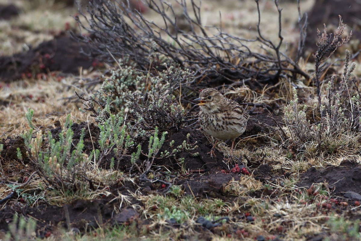 Large-billed Lark - ML611788601