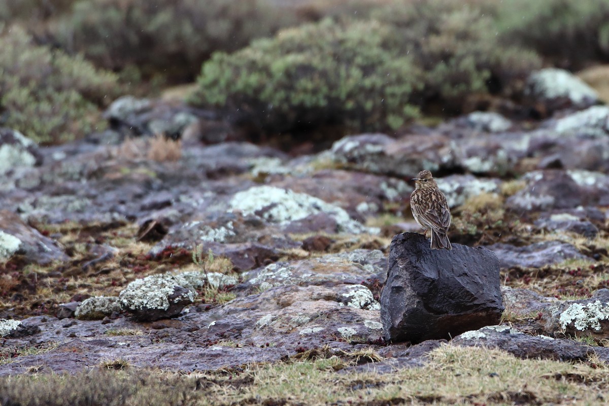 Large-billed Lark - ML611788602