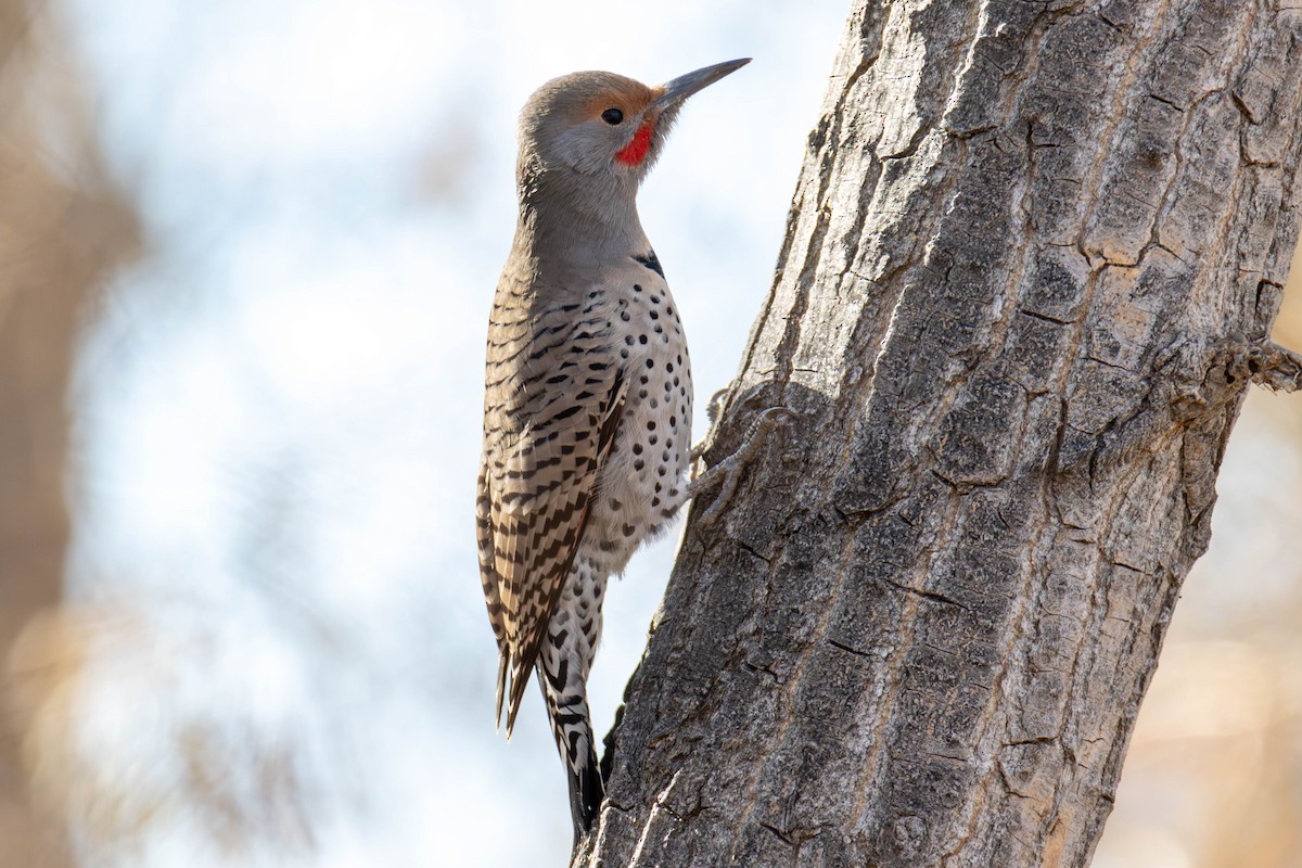 Northern Flicker (Red-shafted) - ML611788629