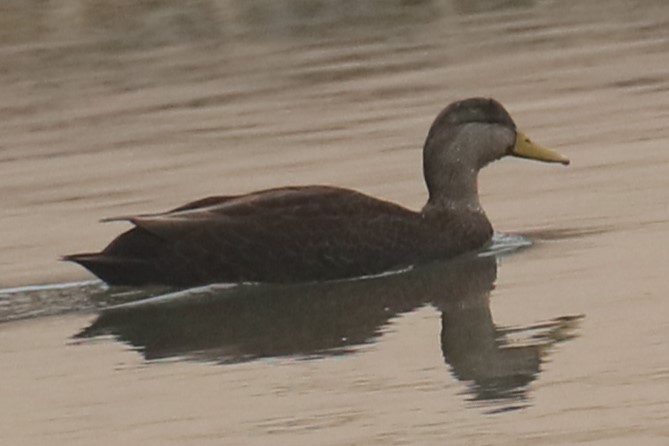 American Black Duck - ML611788761