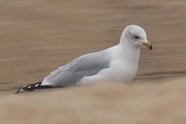 Ring-billed Gull - ML611788782