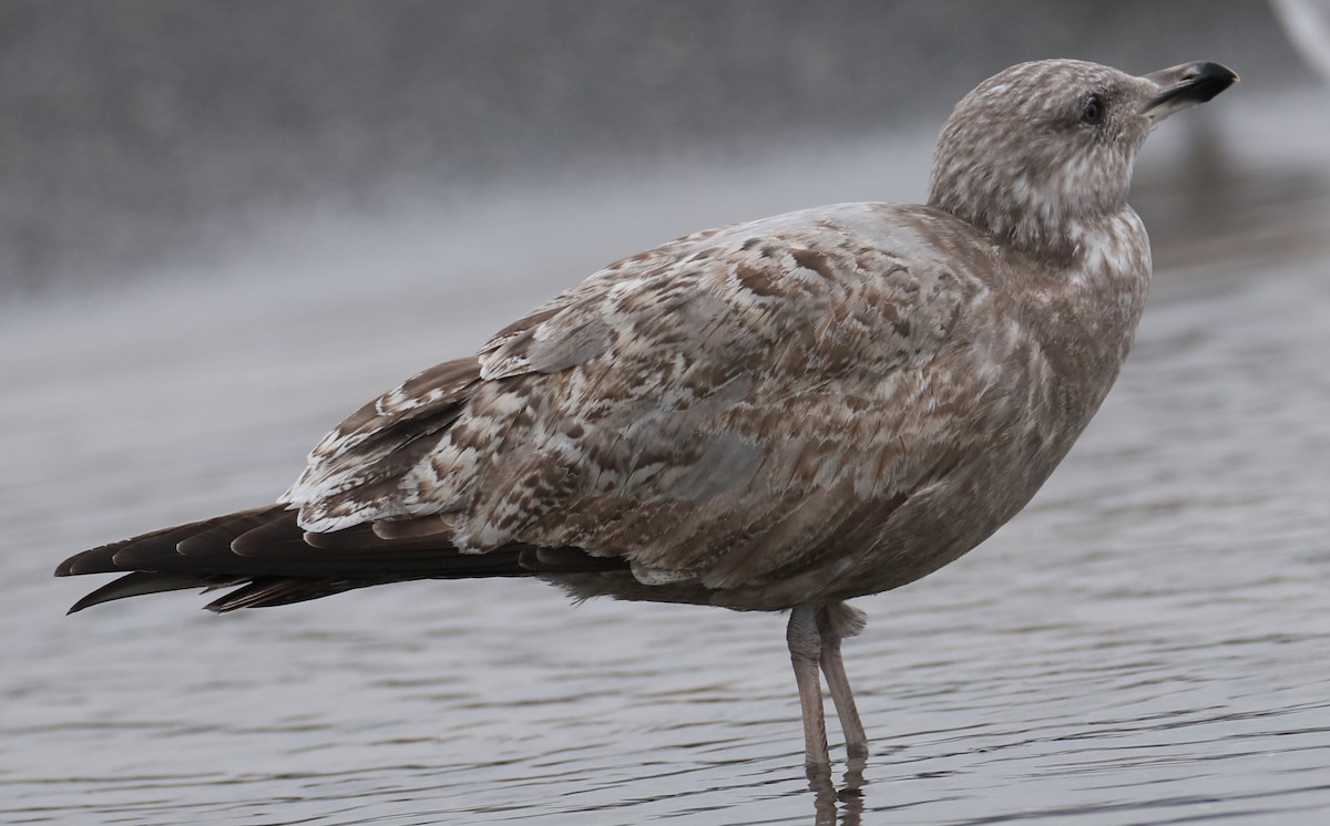 Herring Gull - ML611788787