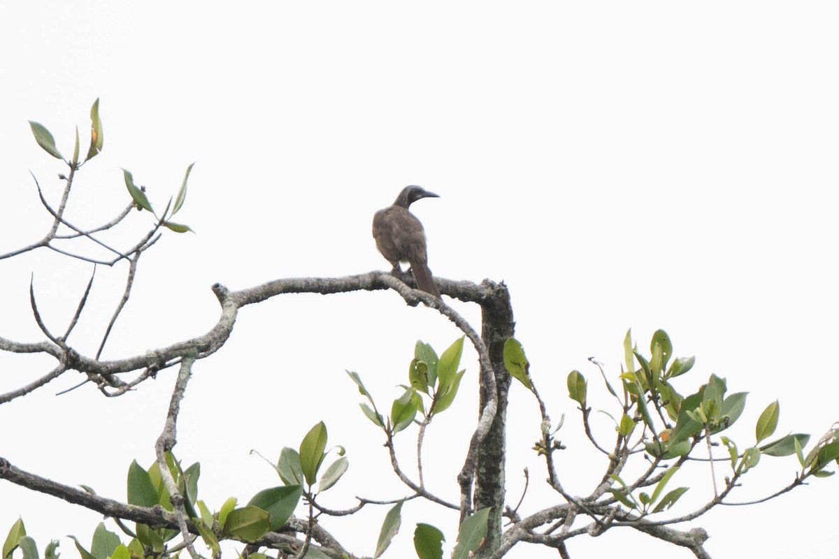 Streak-headed Honeyeater - ML611788809