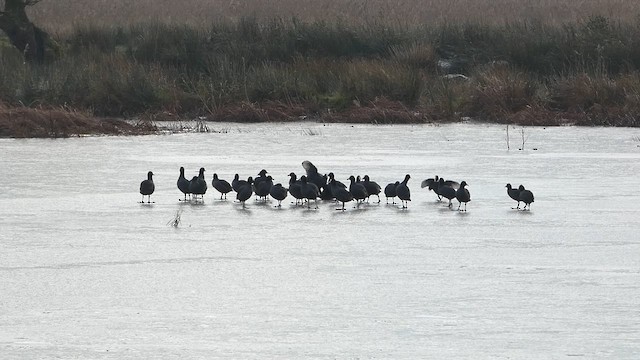 אגמית מצויה - ML611788985