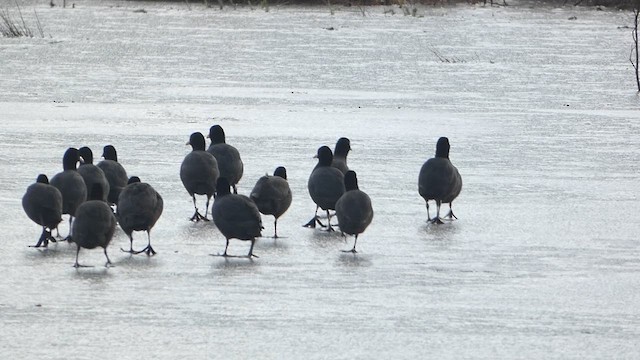 Eurasian Coot - ML611788992