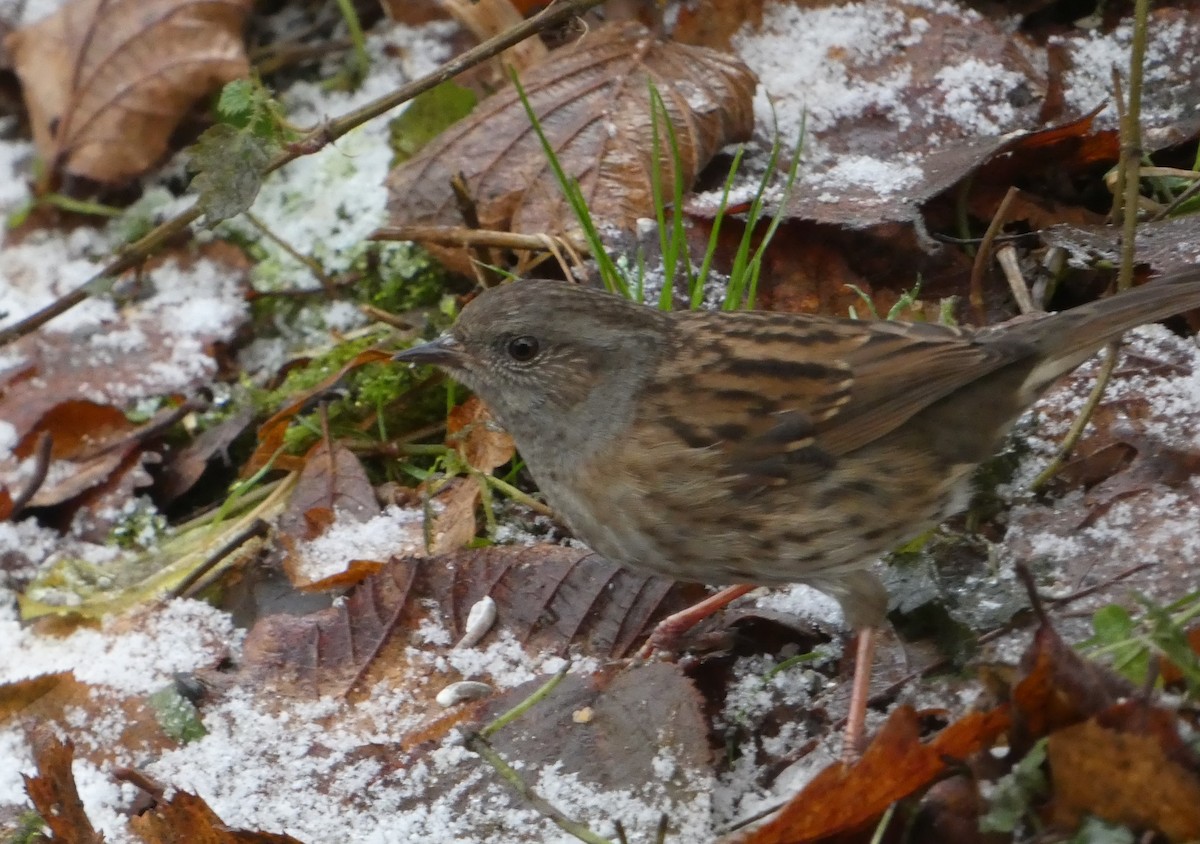 Dunnock - ML611789031