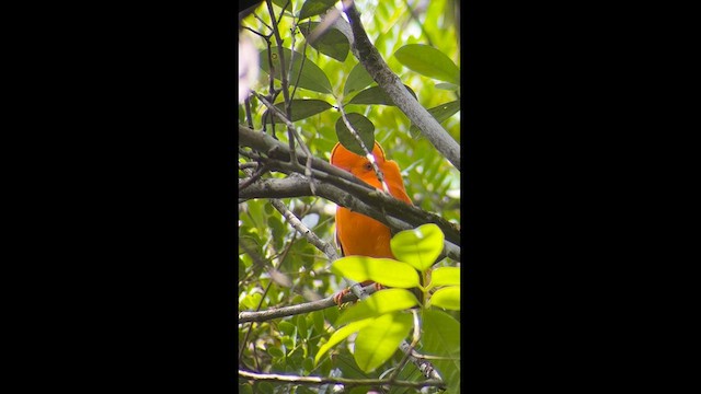 Guianan Cock-of-the-rock - ML611789069