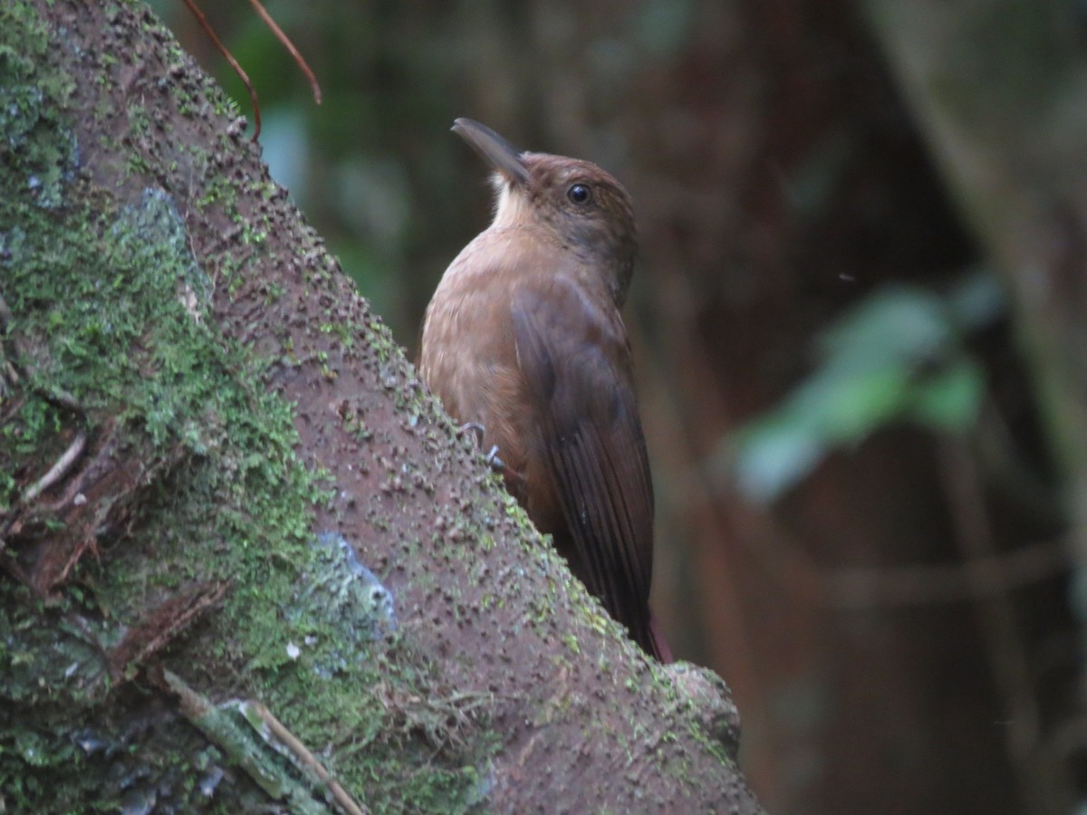 Plain-winged Woodcreeper (Plain-winged) - ML611789172