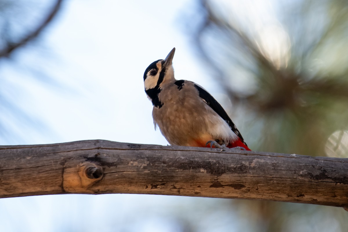 Great Spotted Woodpecker - ML611789196