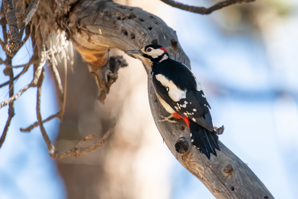 Great Spotted Woodpecker - ML611789197