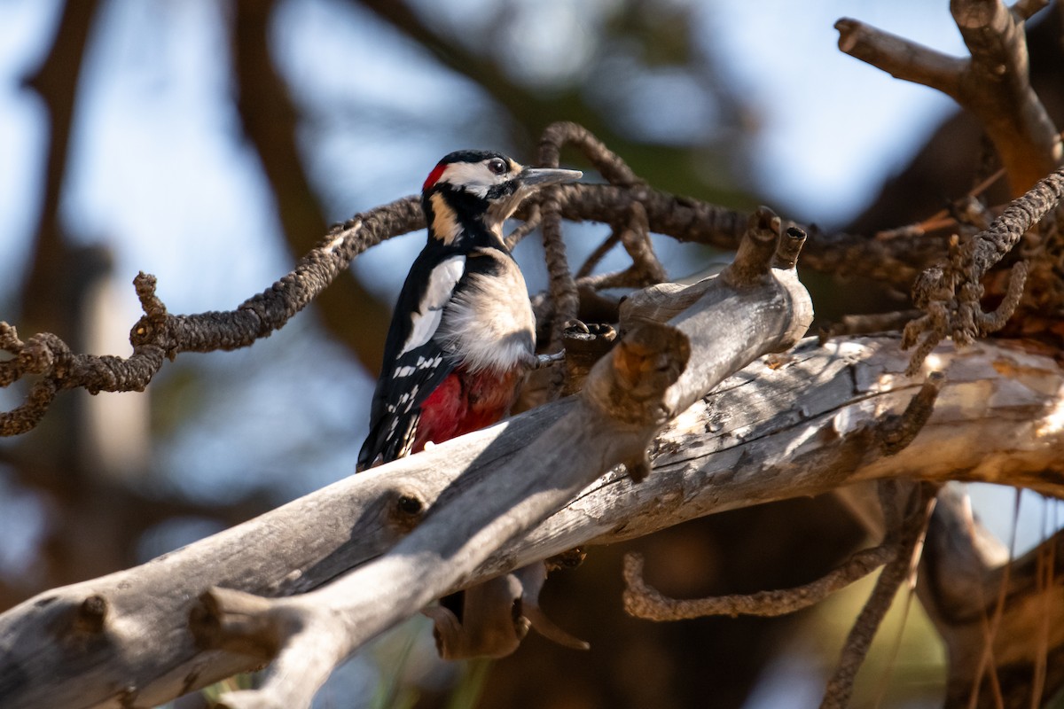 Great Spotted Woodpecker - ML611789198