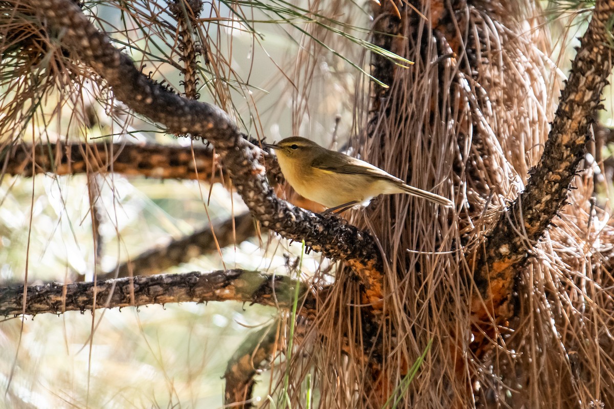 Canary Islands Chiffchaff - ML611789220