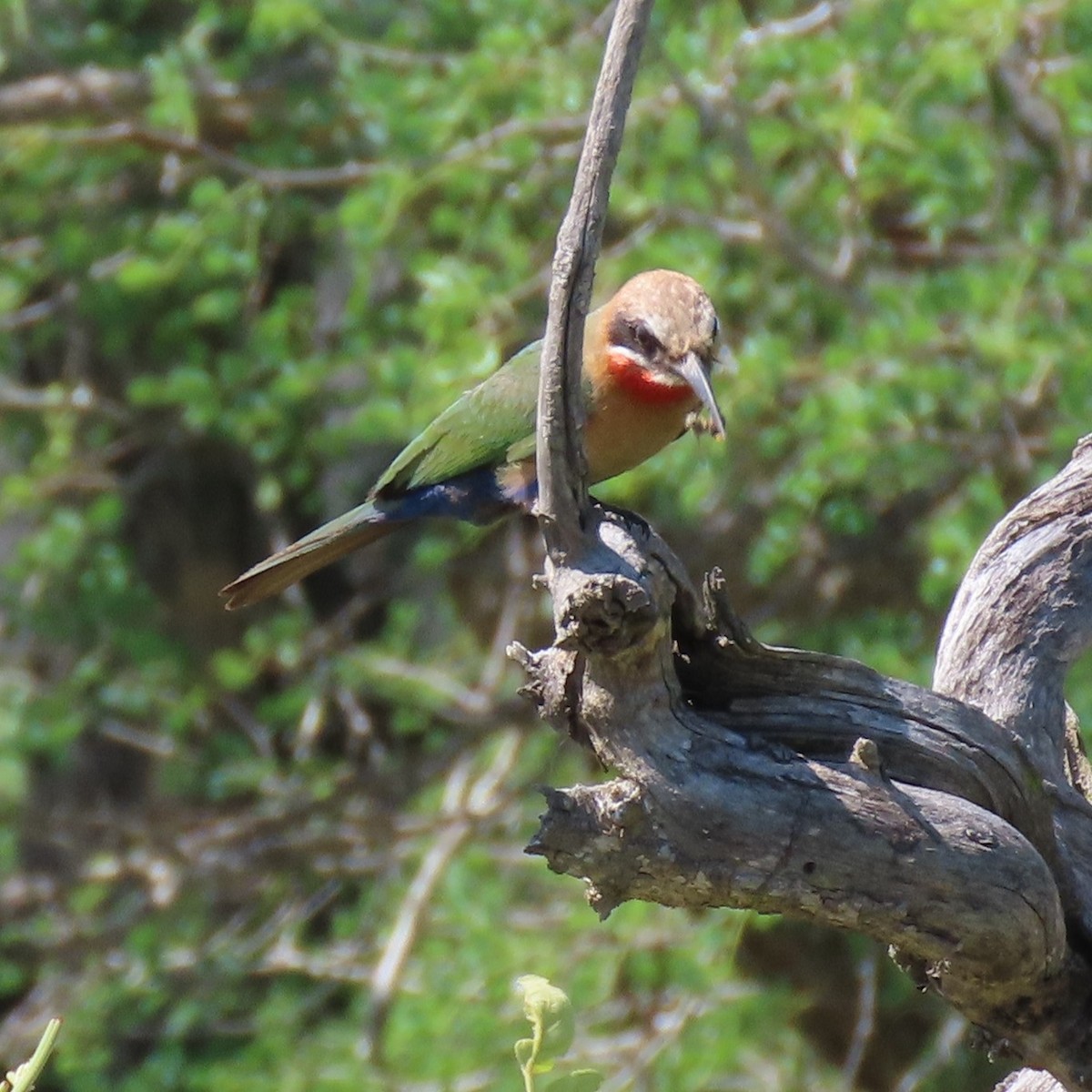 White-fronted Bee-eater - Elaine Wagner