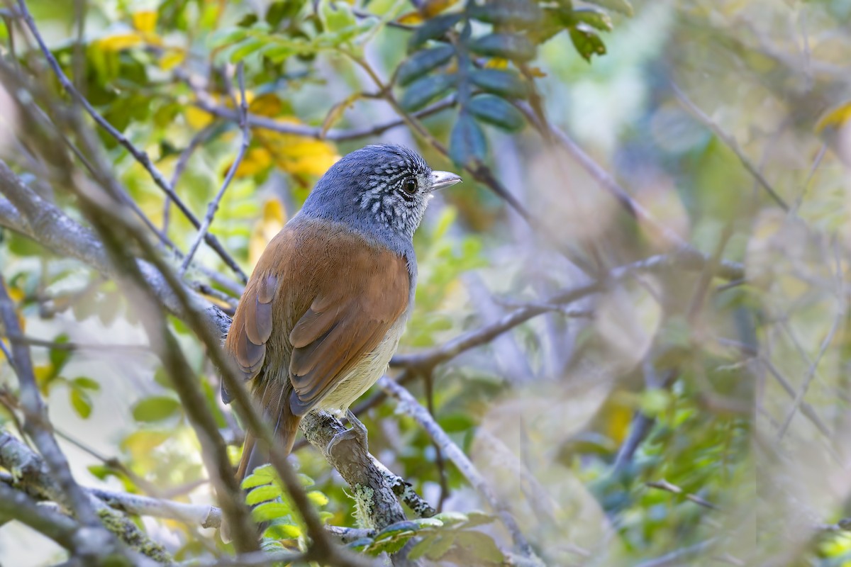 Rufous-backed Antvireo - Bradley Hacker 🦜